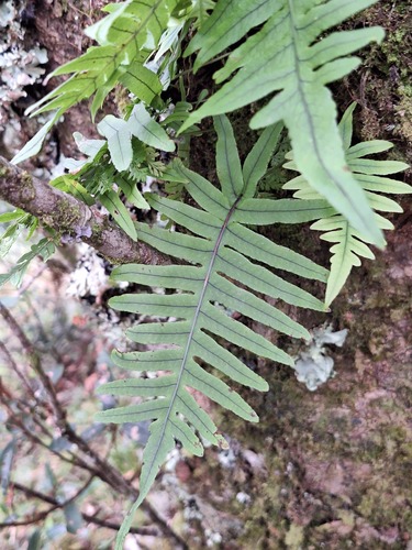 Goniophlebium amoenum observed 2026-08-02