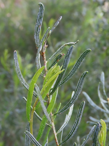 Acacia wilhelmiana observed 2026-08-04