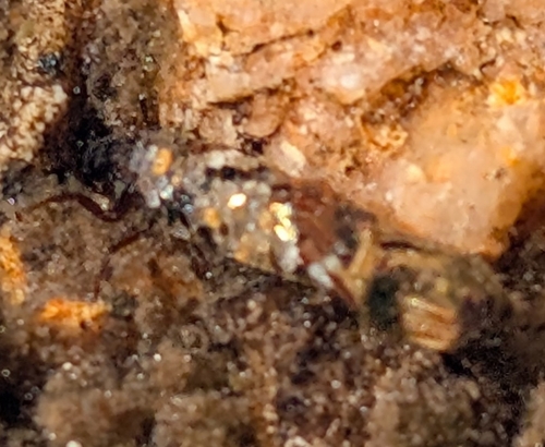 iNaturalist observation photo of Insects
