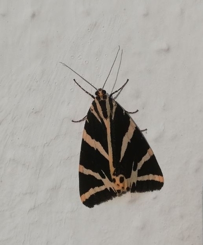 Jersey Tiger