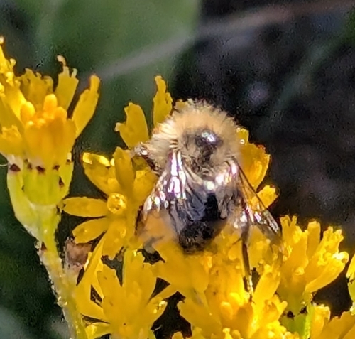 iNaturalist observation photo of Bumble Bees