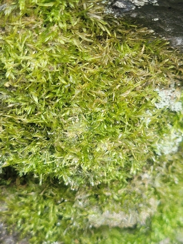 Catagonium nitens observed 2026-08-03