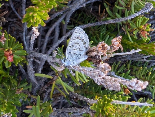 iNaturalist observation photo of Shasta Blue