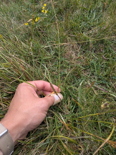 Carex distans, 2026-08-02