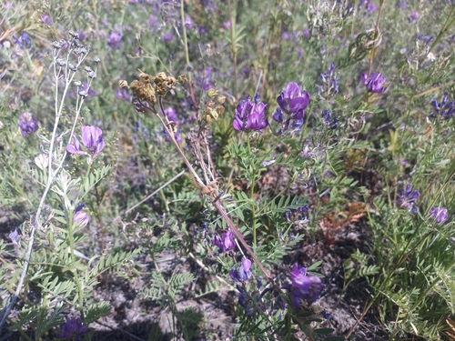 Astragalus davuricus