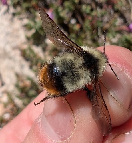 iNaturalist observation photo of Fuzzy-Horned Bumble Bee