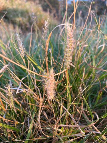 Cenchrus ciliaris observed 2026-08-03