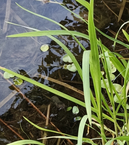 European Frog-bit