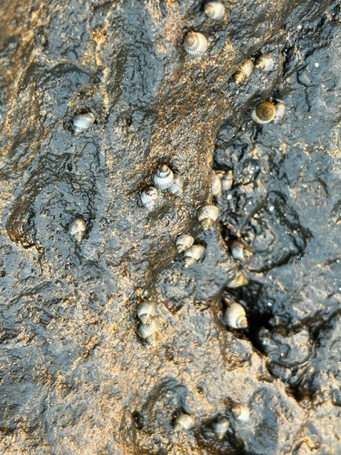 Littorina pintado observed 2026-08-03