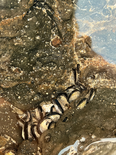 Isognomon californicum observed 2026-08-03