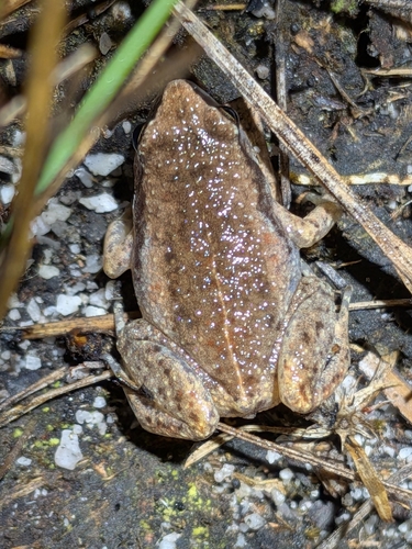 Austrochaperina observed 2026-07-28
