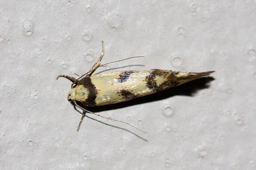 Olbonoma triptycha