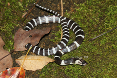 Bungarus multicinctus multicinctus