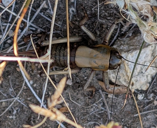 iNaturalist observation photo of Mormon Cricket