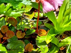 (c) florawhite, some rights reserved (CC BY) Schizocodon soldanelloides, photograph (c) florawhite, some rights reserved (CC BY)