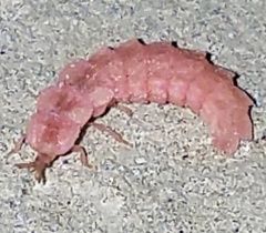 Microphotus angustus