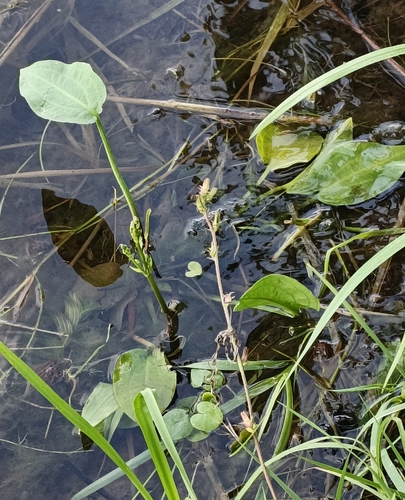 European Water-plantain