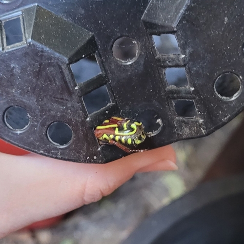 Fiddler Beetle
