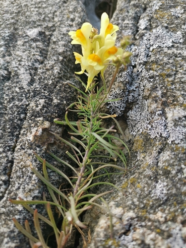 common toadflax