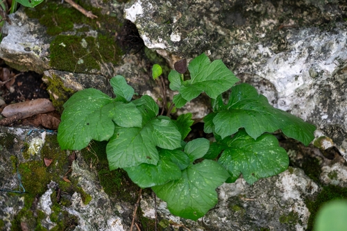 Dorstenia drakena (Dorstenia drakena)