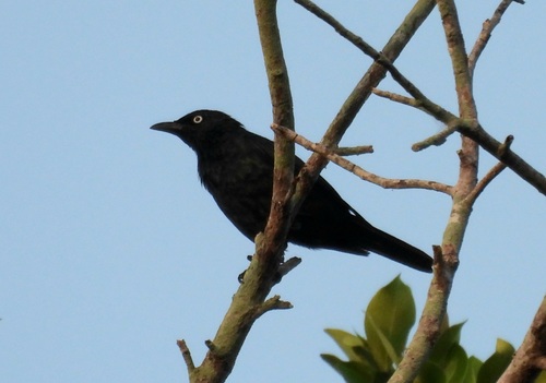 Aplonis panayensis albiris