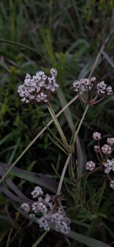 Asclepias angustifolia, photograph 5