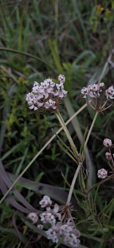 Asclepias angustifolia, photograph 6