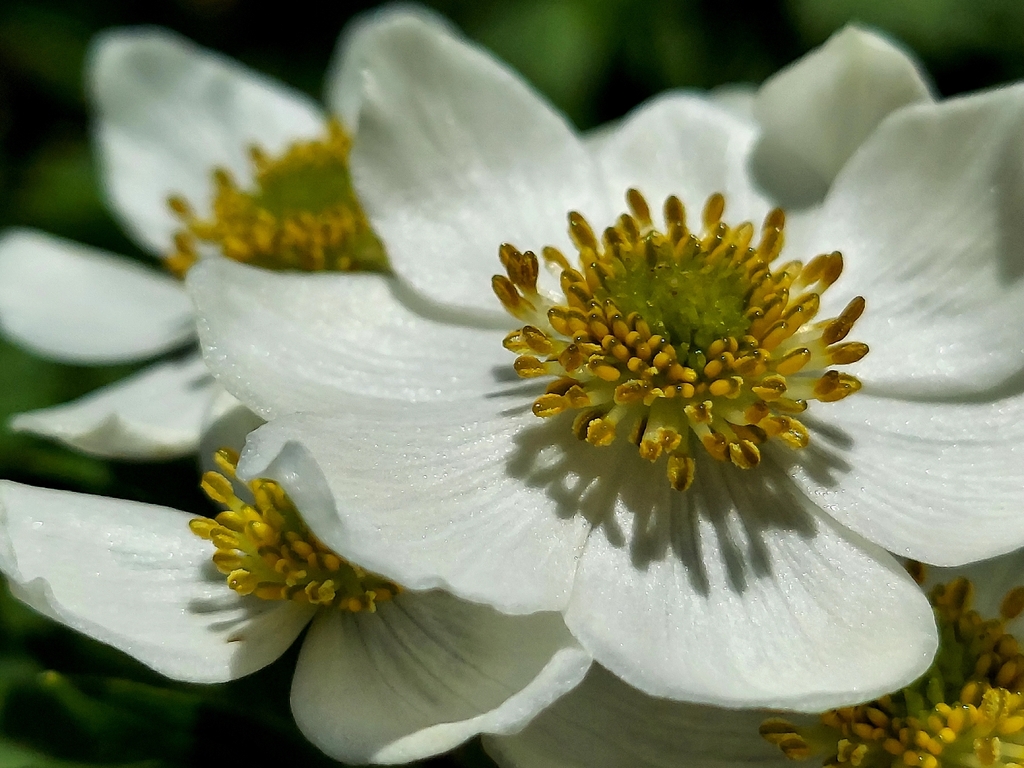Anemonastrum narcissiflorum; photograph (c) florawhite, some rights reserved (CC BY)