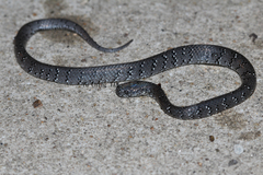 Pareas margaritophorus