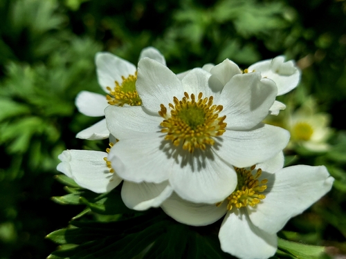 Anemonastrum narcissiflorum, photograph 2