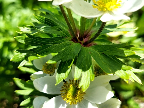 Anemonastrum narcissiflorum, photograph 3