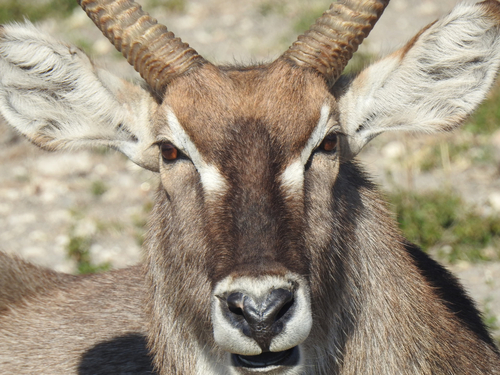 Common Waterbuck