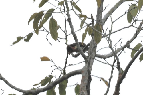 Brown Barbet
