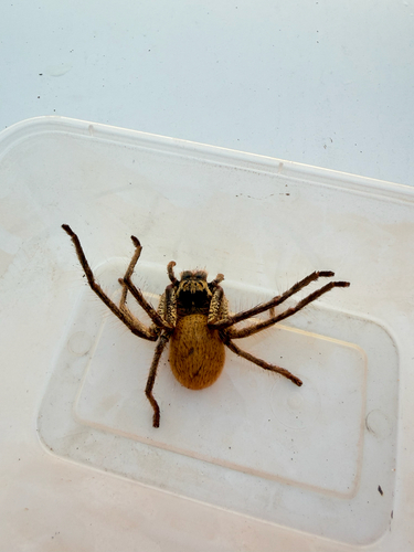 Golden Huntsman Spider