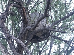 Brachygastra mellifica