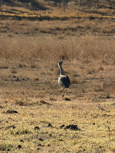 Australian Bustard