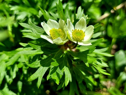 Anemonastrum narcissiflorum, photograph 4