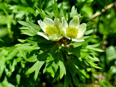 (c) florawhite, some rights reserved (CC BY) Anemonastrum narcissiflorum, photograph (c) florawhite, some rights reserved (CC BY)