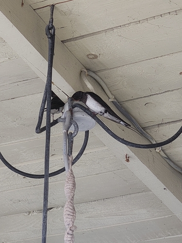 Barn Swallow