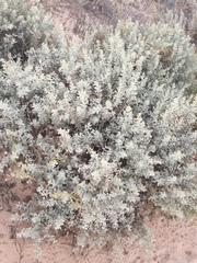 Atriplex barclayana