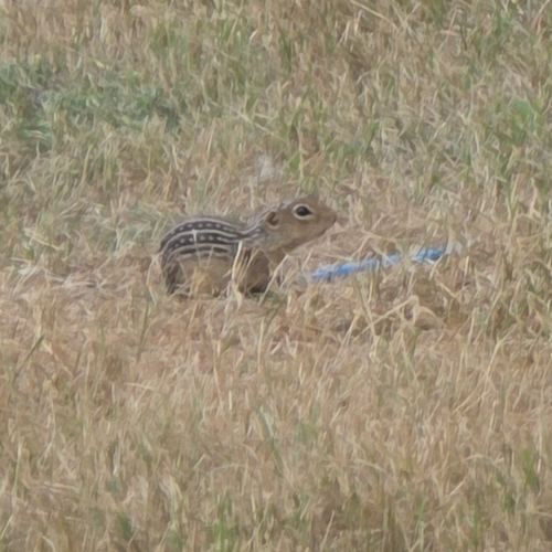 Thirteen-lined Ground Squirrel