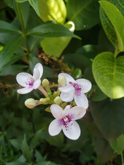 Pseuderanthemum carruthersii