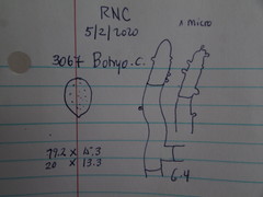 Botryobasidium conspersum