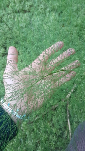 wood horsetail