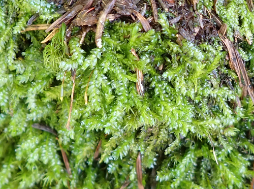 Plagiothecium denticulatum observed 2026-08-03