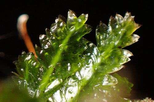 Plagiothecium denticulatum observed 2026-08-03