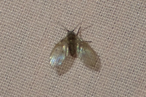 Clogmia albipunctatus observed 2026-08-03