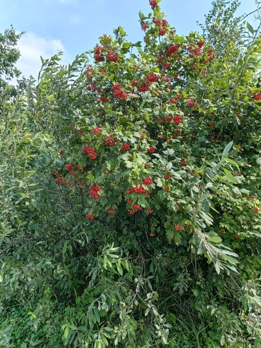 guelder-rose