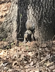 Sciurus carolinensis