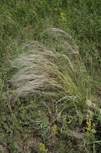 Stipa pennata, photograph 6